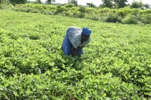 A woman bending over looking at her crops.