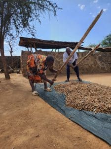 A woman and a man bent over and each person has a stick. They are beating peapods, which are on a green tarp.