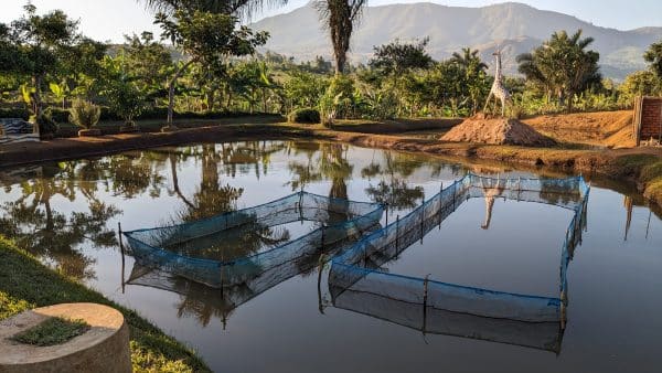 Integrating aquaculture-agriculture to combat food insecurity